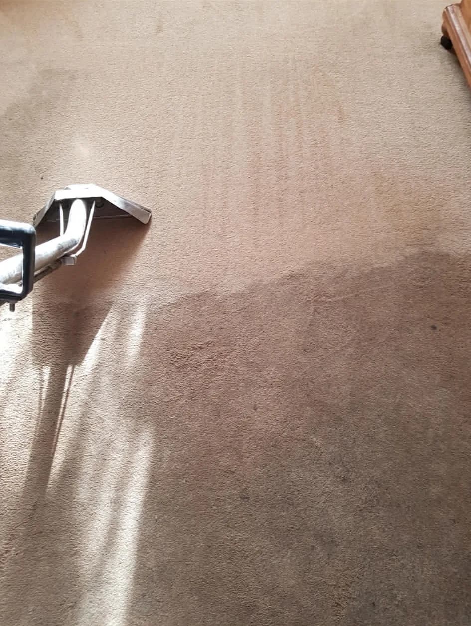 Freshly cleaned commercial carpet