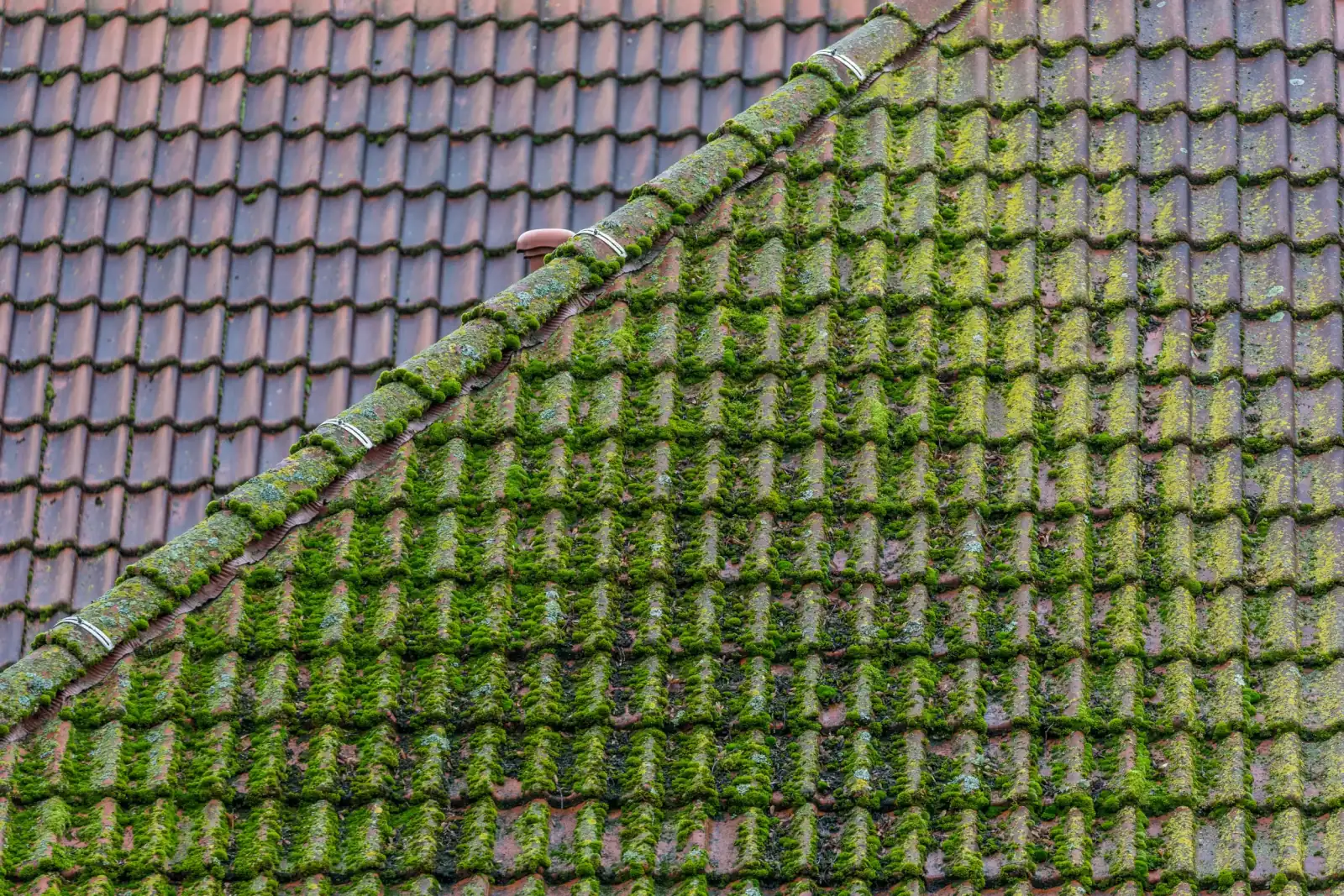 Roof tiles covered in thick green moss before professional cleaning